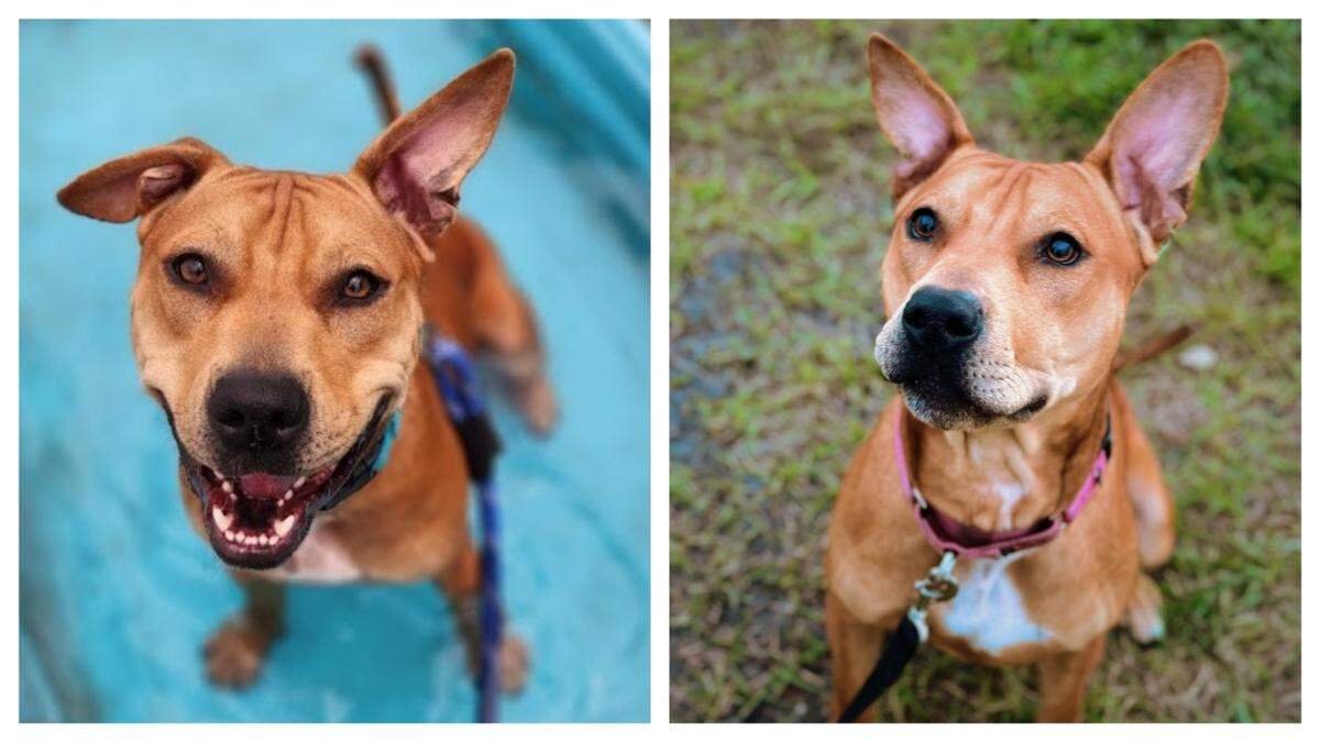 Barley the dog is up for adoption in Florida.