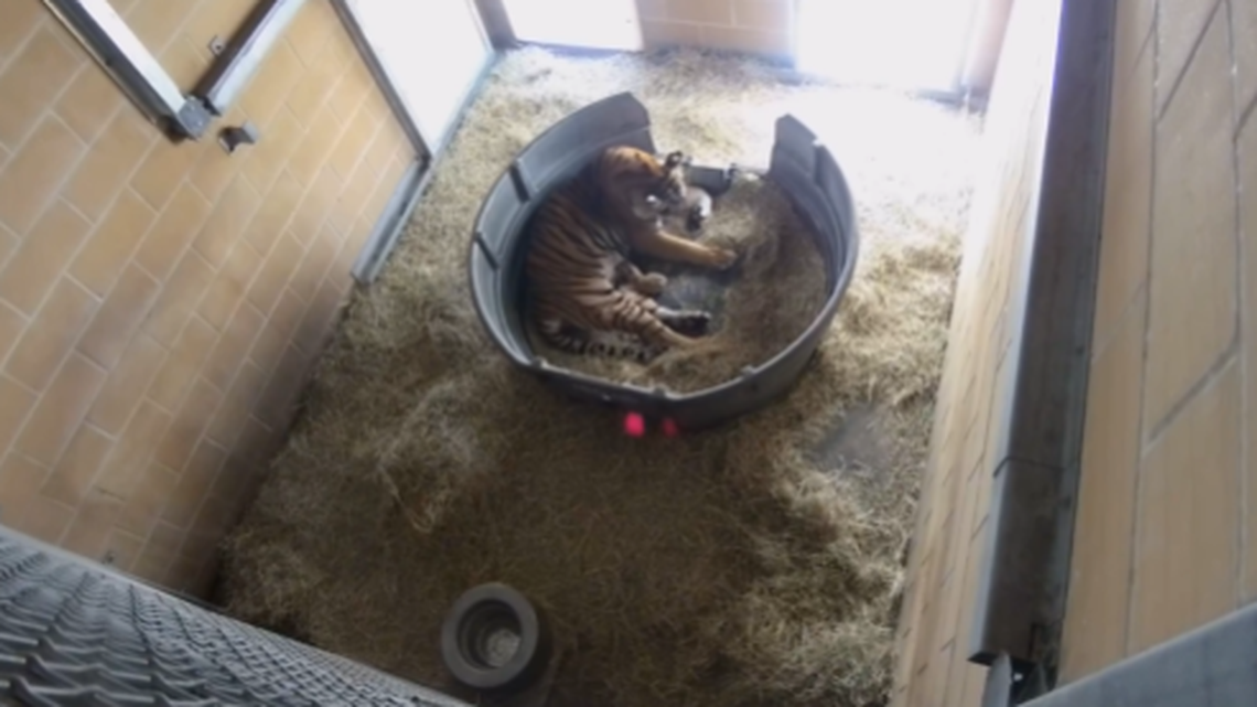 A camera captured a mama tiger with her newborn cubs at a Florida zoo.