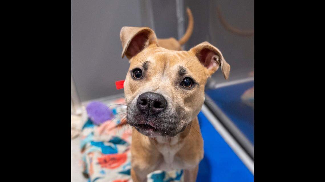 A Florida shelter said owners made the tough choice to give up their beloved dog.