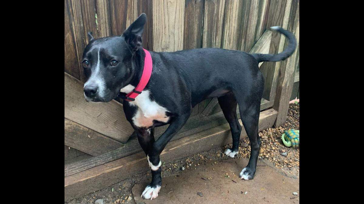 A dog who was rescued from a ditch is now up for adoption in Alabama.