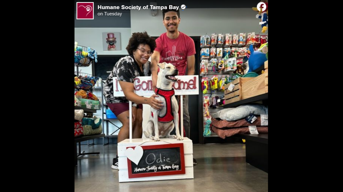 Odie’s new family fell for him right away, a Florida shelter said.