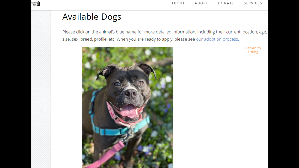 Lilo the dog is known for being affectionate.