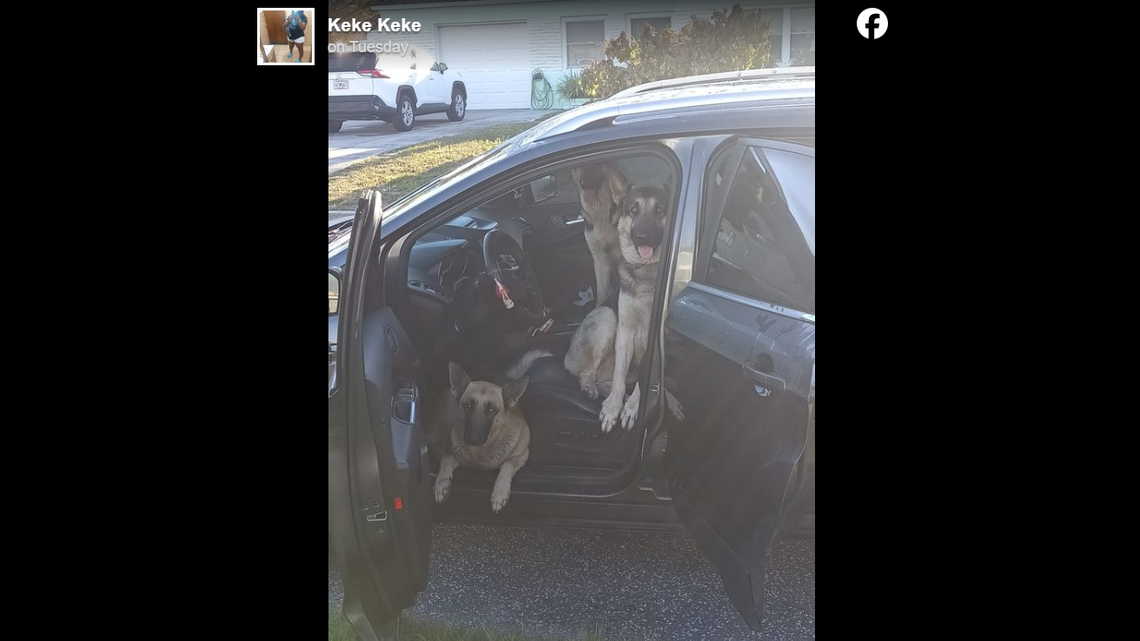 Dogs came into a Florida woman’s car and wouldn’t move, she said.