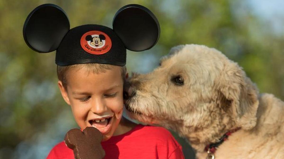 Beginning Sunday, Oct. 15, Walt Disney World Resort will allow dogs at four resort hotels: Disney’s Yacht Club Resort, Disney Port Orleans Resort - Riverside, Disney’s Art of Animation Resort and the cabins at Disney's Fort Wilderness Resort & Campground.