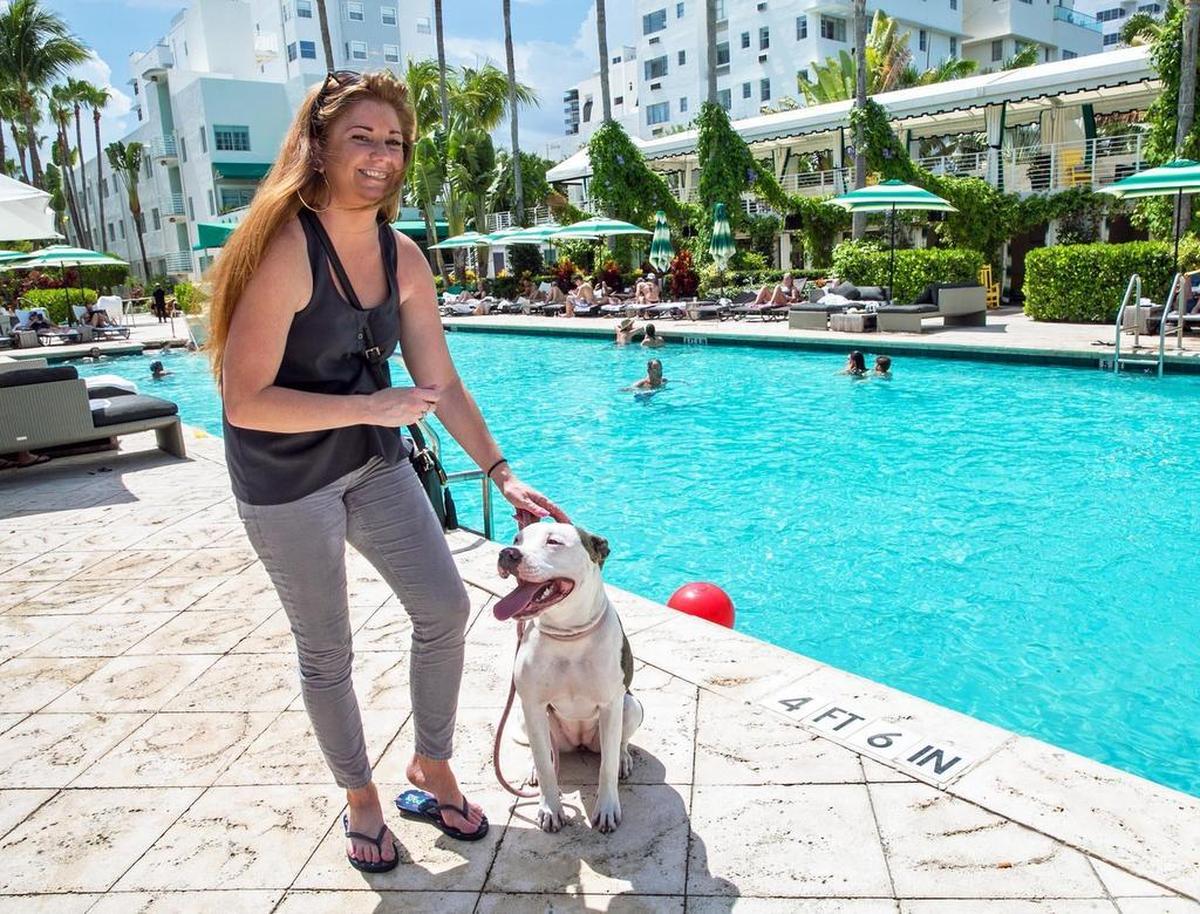 The pet friendly Kimpton Surfcomber Hotel in Miami Beach allows their employees to bring their dogs to work. Here Sarah Jones walks Lady Penelope, her Staffordshire Terrier near the pool cabanas during a break on Friday July 20, 2018