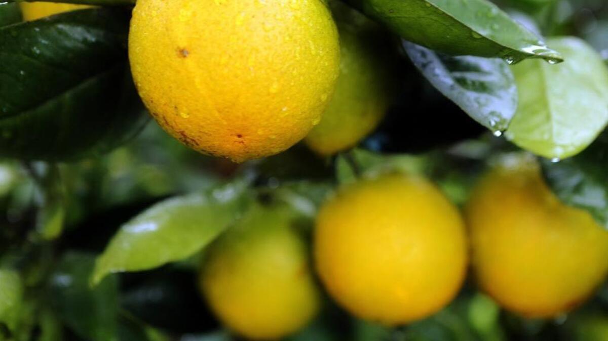 Valencia oranges at Gardinier Florida Citrus’ Indiantown Grove in 2013. The USDA predicts Florida growers will harvest enough oranges to fill 70 million 90-pound boxes in the coming months, down from 81.6 million boxes in the 2015-’16 season.