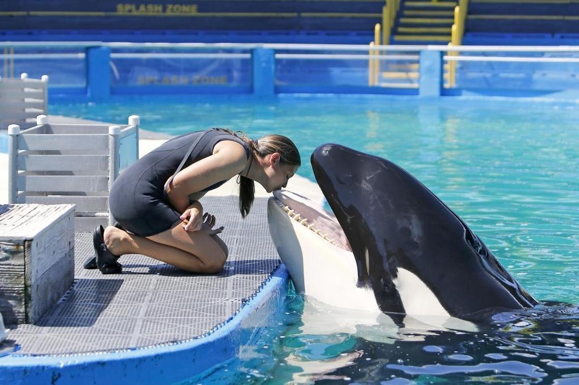 Miami Seaquarium manager of animal training Marni Wood kisses Lolita the killer whale at the Miami Seaquarium on Wednesday, Aug. 30, 2017, in Key Biscayne.