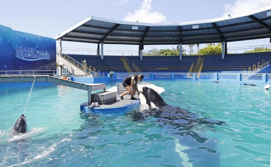 Miami Seaquarium manager of animal training Marni Wood working with Lolita the killer whale at the Miami Seaquarium on Wednesday, Aug. 30, 2017, in Key Biscayne.
