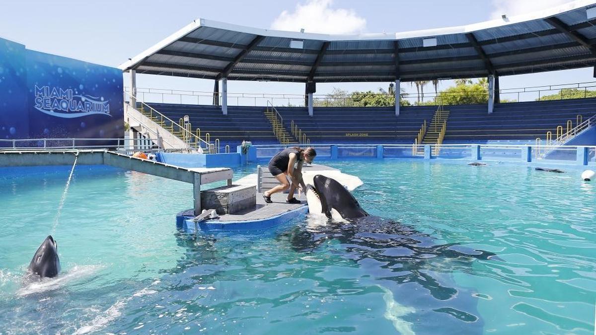 La gerente de entrenamiento animal del Miami Seaquarium, Marni Wood, trabajando con la orca Lolita en el Miami Seaquarium el miércoles 30 de agosto de 2017 en Key Biscayne.
