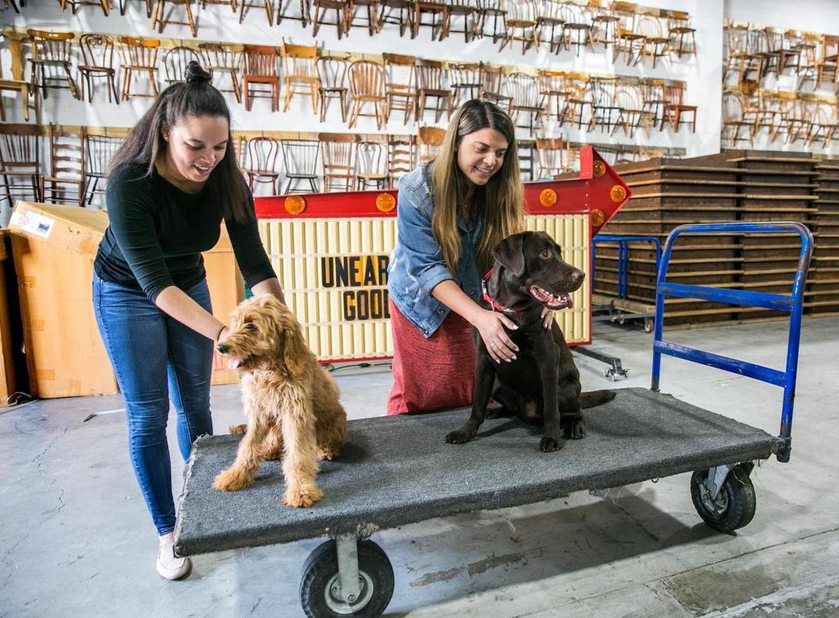 Arleny Weddle with Bubba, a Golden Doodle and Carolina Fernandez with Mylo, a Chocolate Labrador Retriever, play with their dogs during a break at Unearthed Rentals, a dog friendly vintage furniture rental business on Friday, August 3, 2018