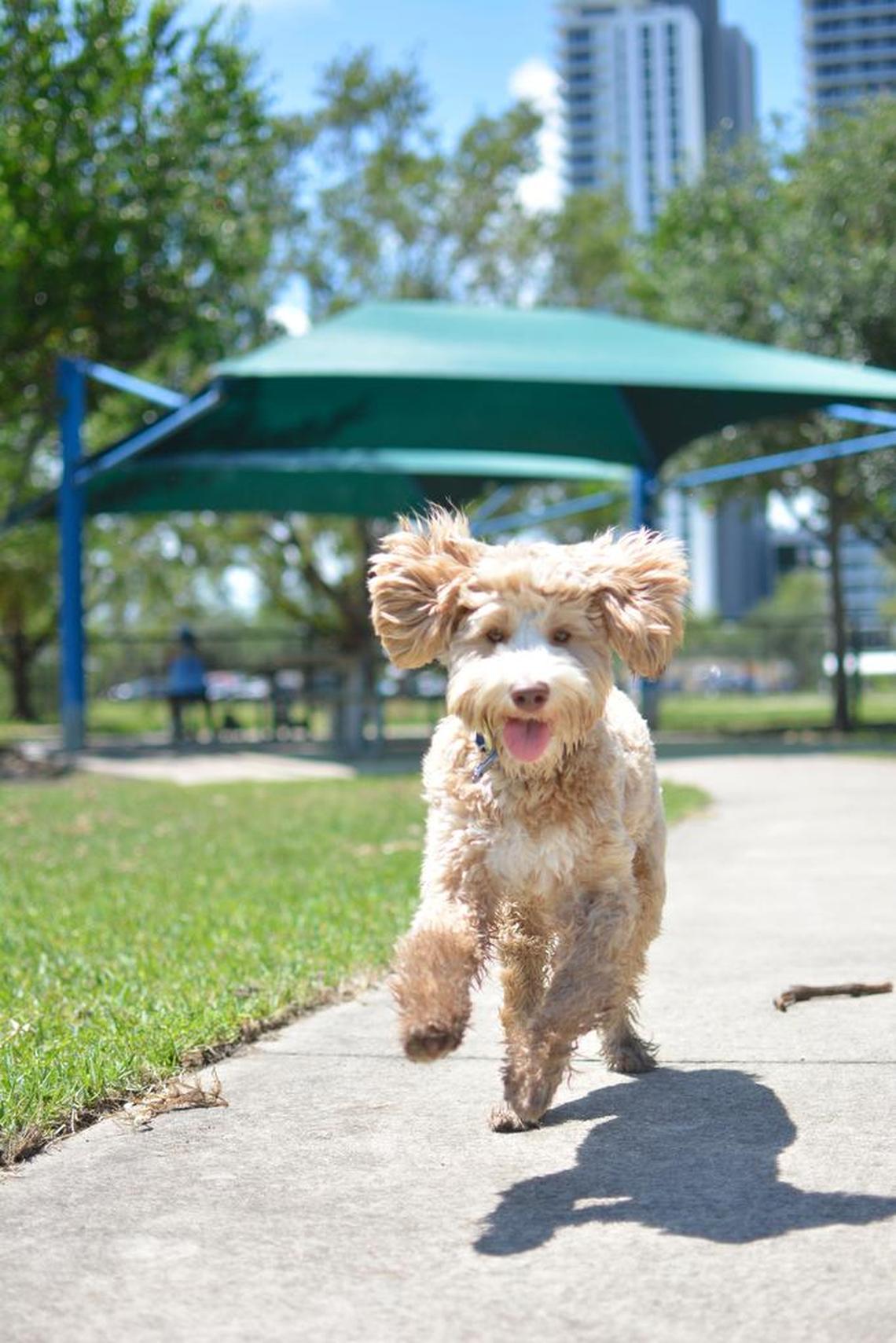 Zuzu, a labradoodle.
