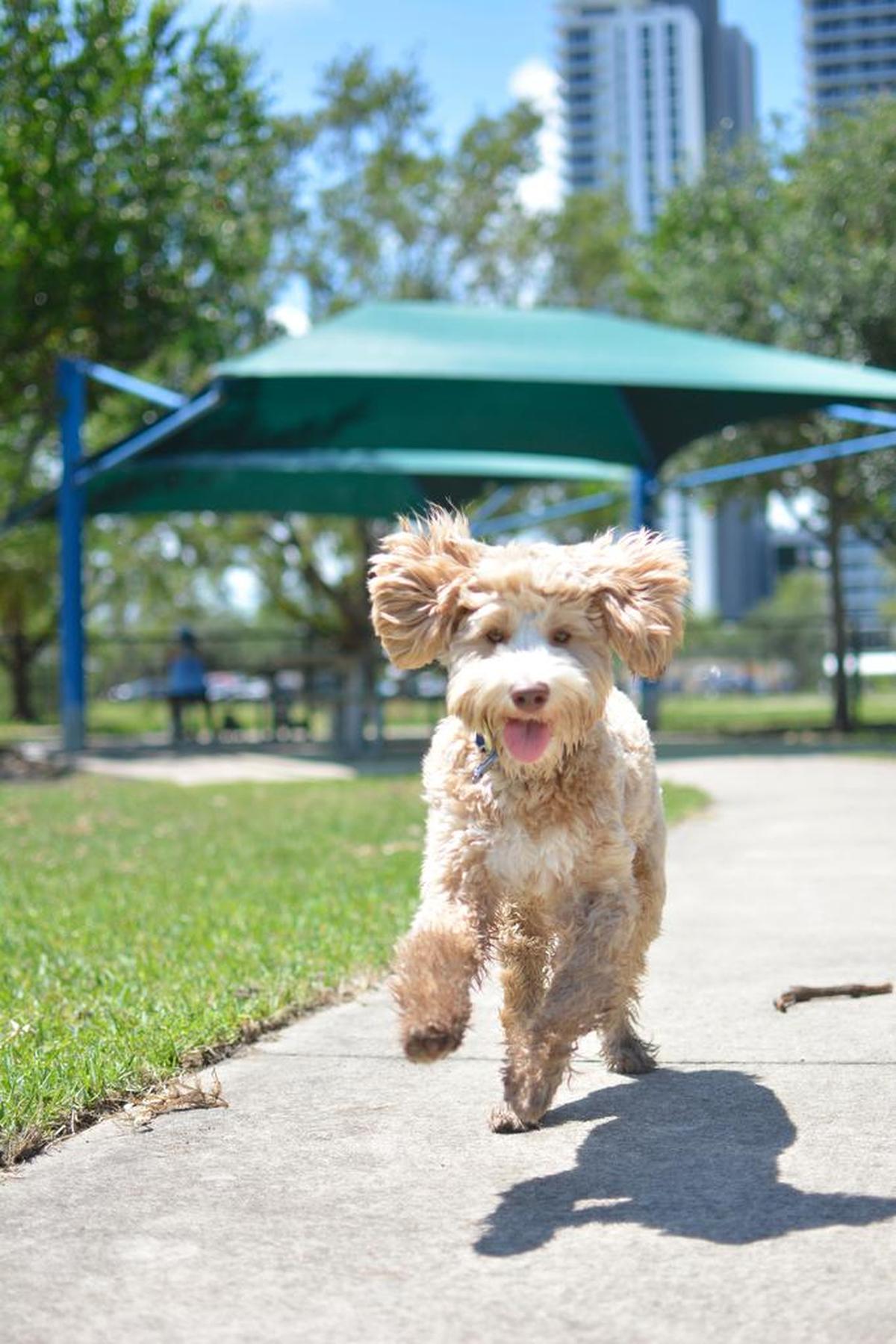 Zuzu, a labradoodle.