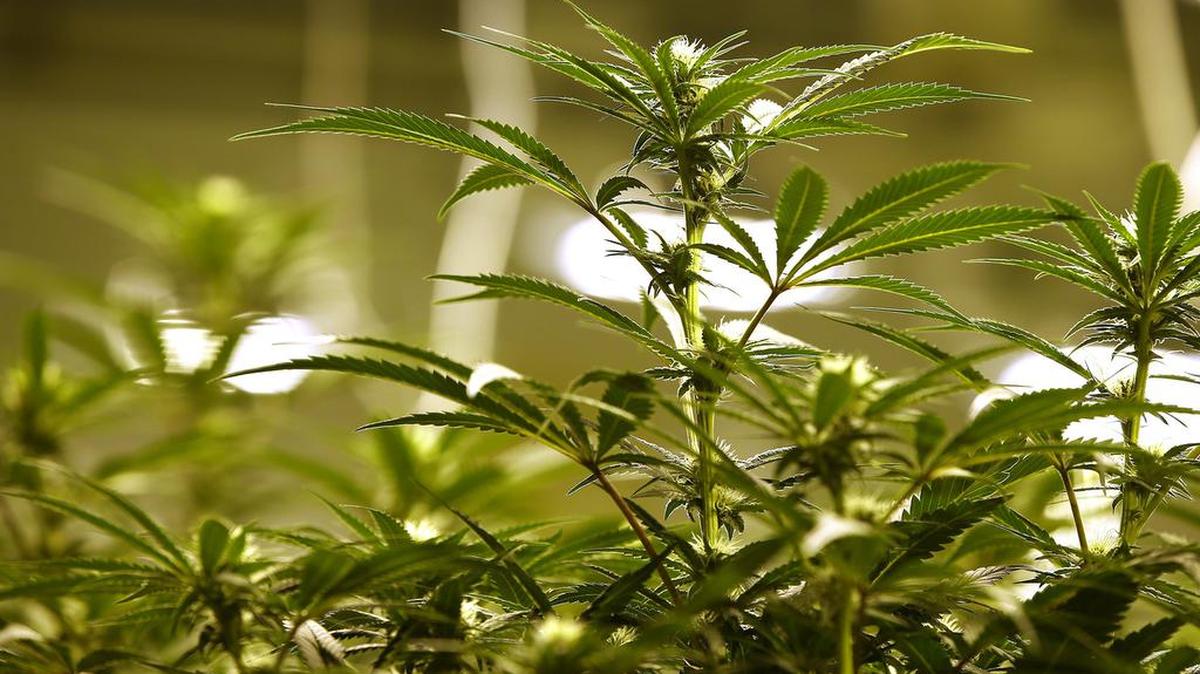 “Although the ADA does not yet provide a cause of action for medical marijuana users, many states have provided their medical marijuana residents with grounds to contest their terminations in court. Florida is not currently such a state.”