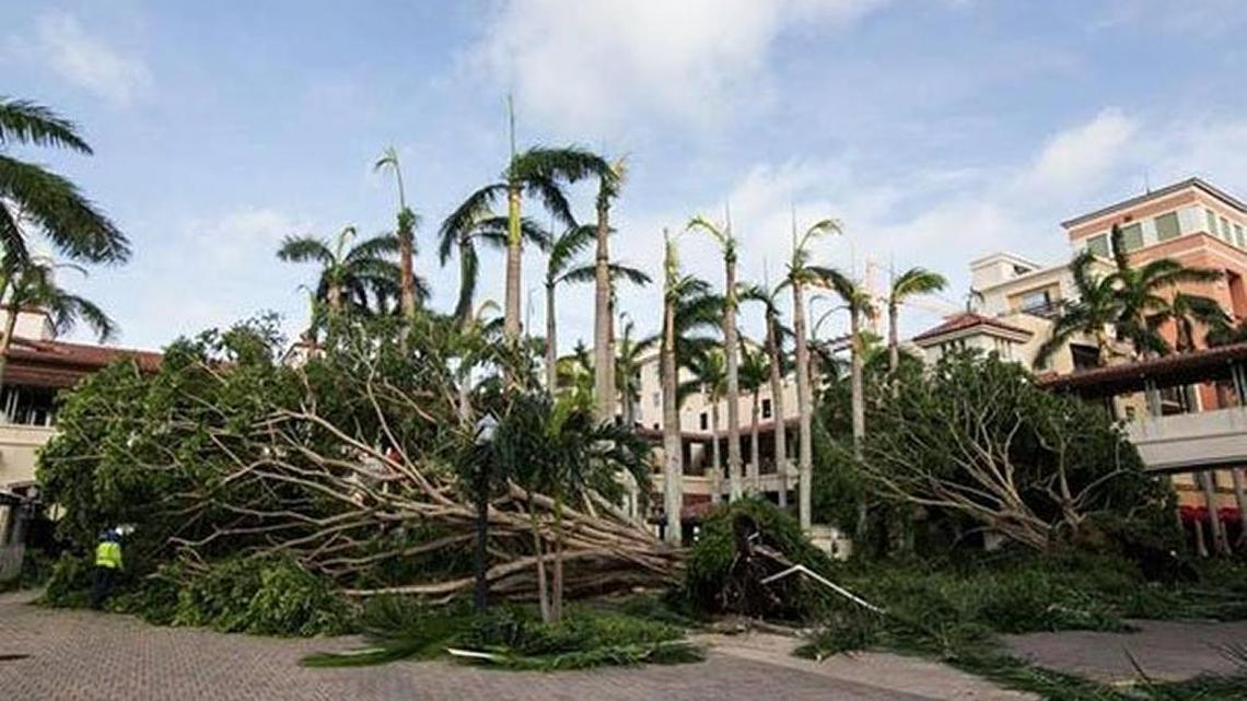 Coral Gables streets were lined with downed trees after Hurricane Irma passed.