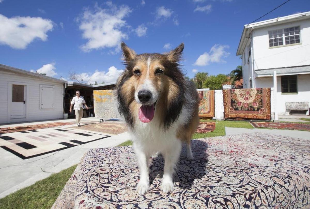 Zeus, a Sheltie who is the mascot for Hilliard Rug Cleaners.