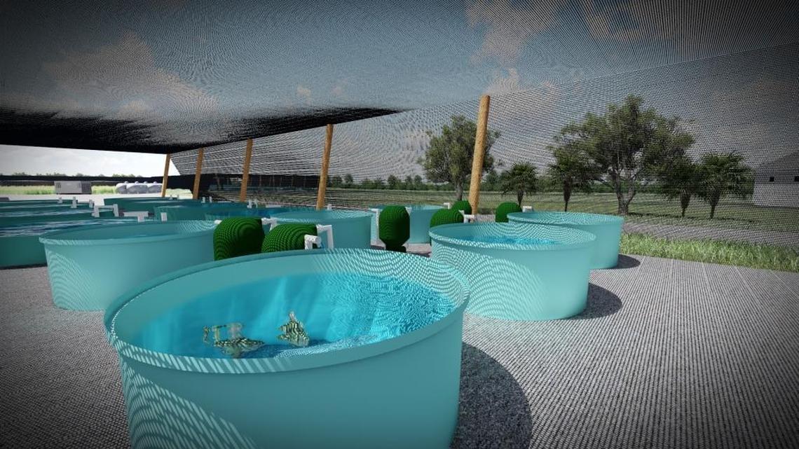 Aquaharvest farms use 5 percent of the land and 5 percent of the water of conventional farms, yet yield 100 times the amount of fish in half the time and half the carbon footprint of the traditional methods, its CEO said.