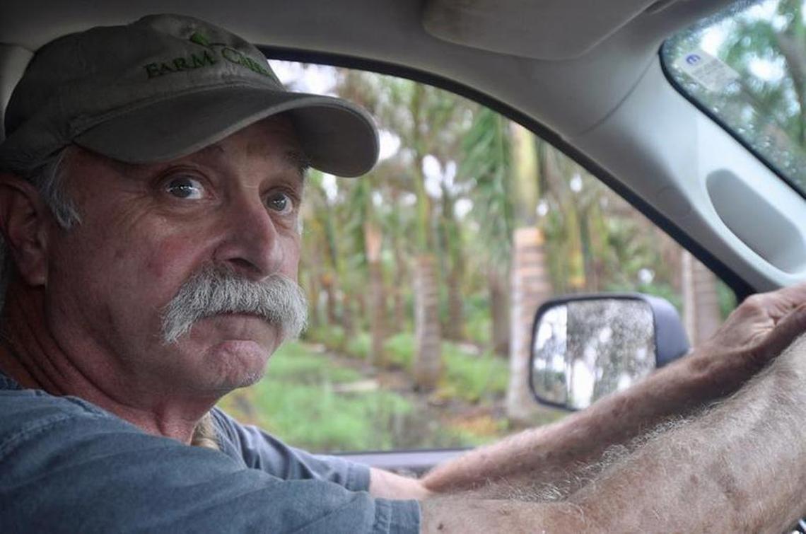 Ben Magrill inspects his groves at Pahokee Palms. Many of his small and medium-sized trees were uprooted in the storm.