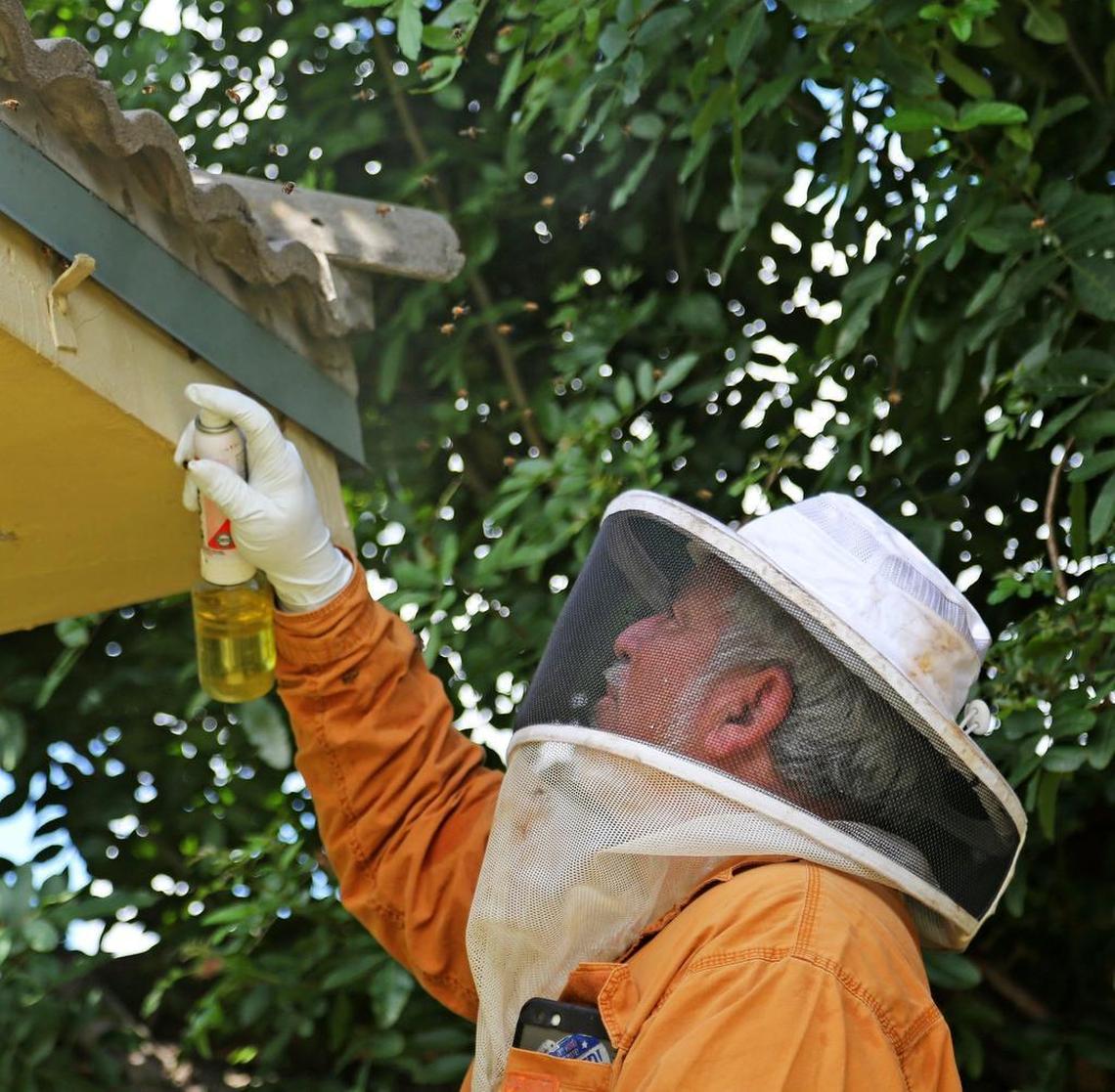 William “Willie the Bee Man” Sklaroff removes a hive from a client’s home on Aug. 9.
