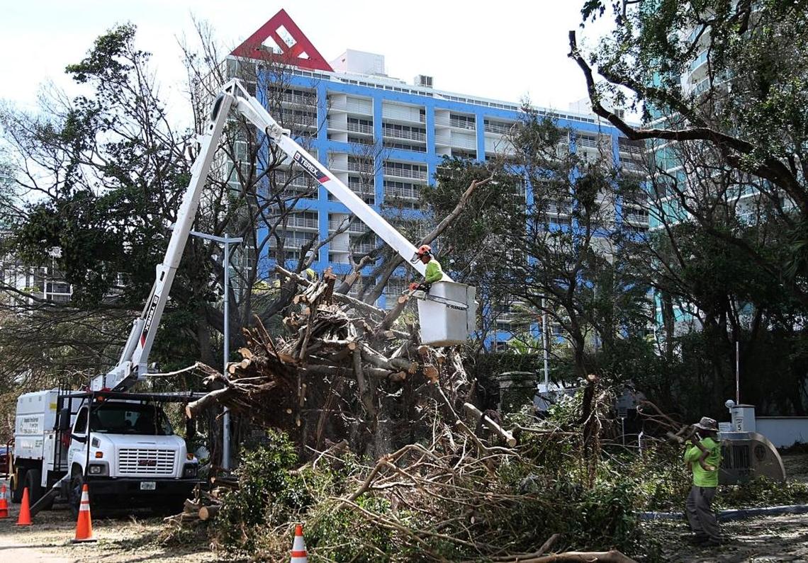 Workers cleaned up fallen trees on Brickell Avenue after Hurricane Irma on Sept. 12.