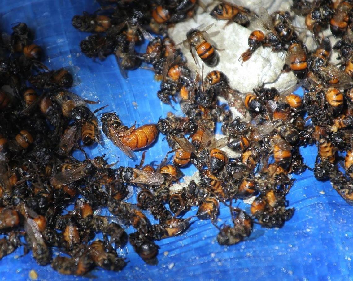 The queen bee, in the center, is among the casualties of hive extraction on Aug. 9. “Willie the Bee Man” tries to save bees as he extract them from his client’s home, but in this case, it was not possible because the extraction required breaking underneath the roof, which caused many bees to perish.