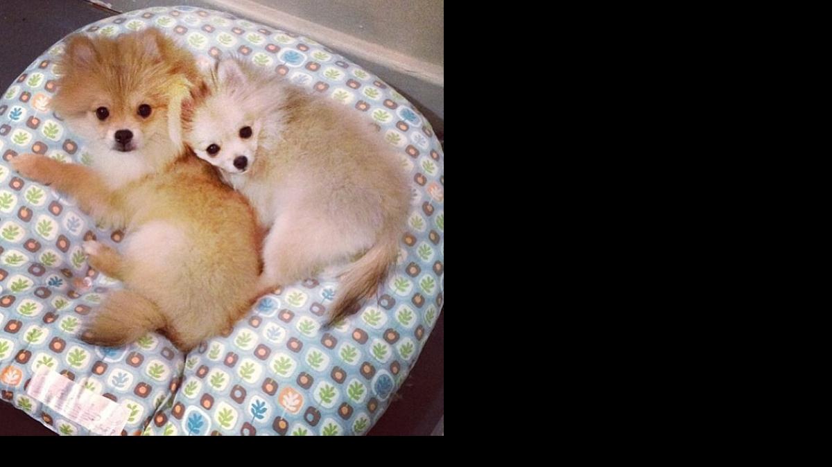 
SIDE BY SIDE: A man in Saudi Arabia purchased Erin and Stamper, who are Pomeranian pups, in California. He had D.O.G., in Miami, board them for two months while they grow old enough to ship overseas.
