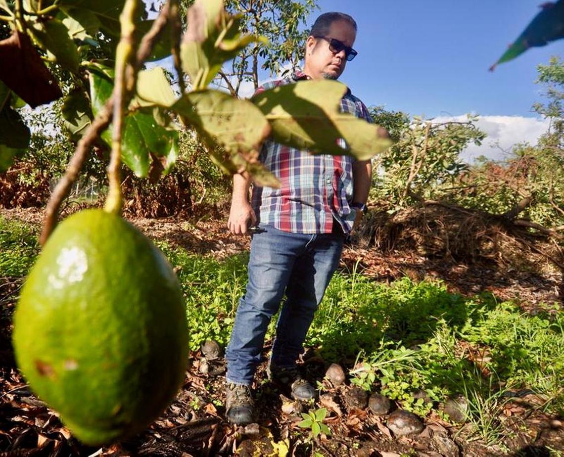 Salvador Fernandez with J&C Tropicals stands among the fallen and dead avocados in a grove of trees damaged by Hurricane Irma. One avocado still hangs. Most of his crop was ruined.