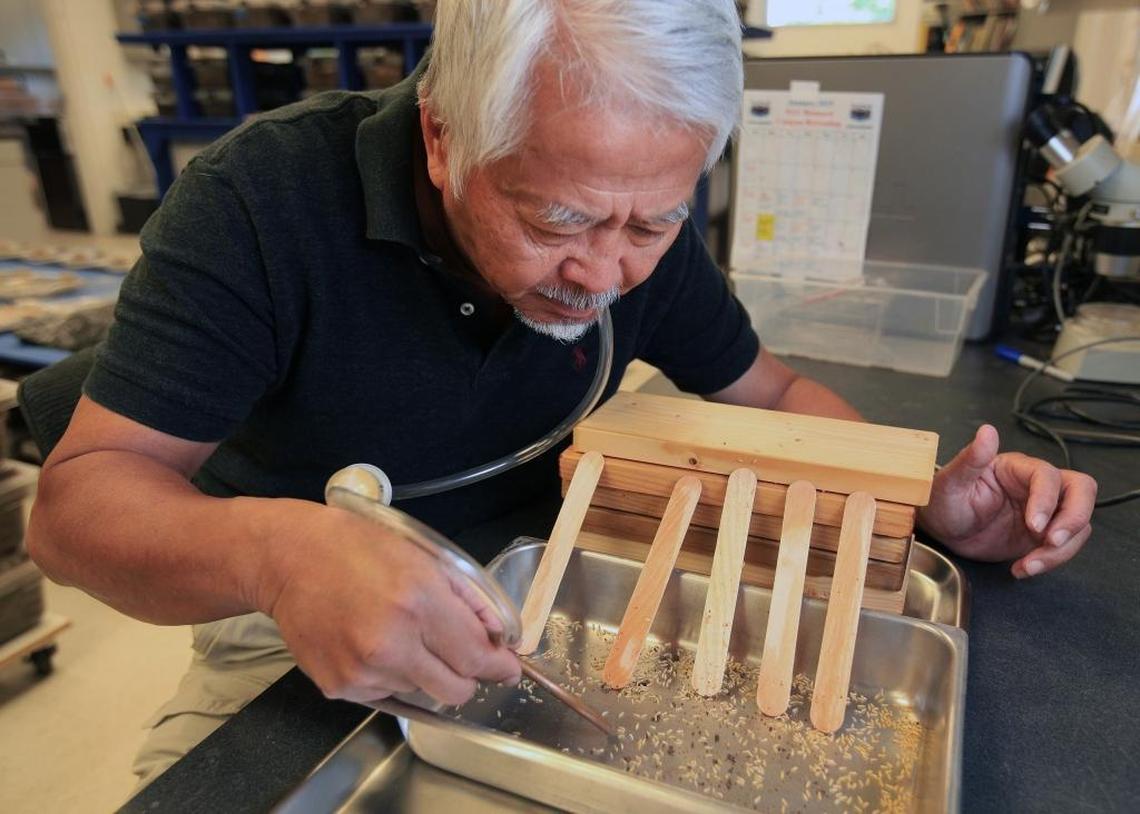 Dr. Nan-Yao Su works at his termite lab at The University of Florida-Fort Lauderdale Research and Education Center in Davie.