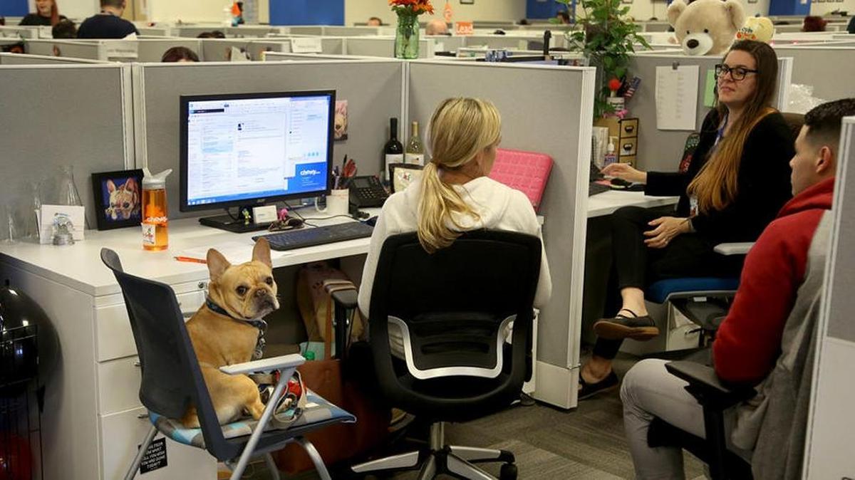 Bruno sits in a chair at V.P. of Customer Service Kelli Durkin's desk at Dania Beach-based Chewy.com. The online pet retailer started four years ago by two millennials wanting to sell animal food, treats, toys and accessories. The company has grown to more than 1,100 employees and more than 18,000 products.