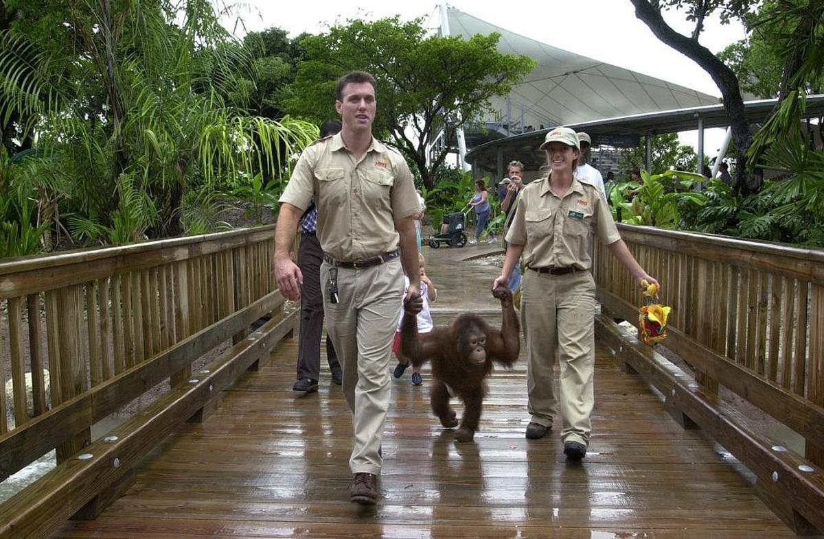In this Miami Herald file photo from June 2003, the new Parrot Jungle opens on Watson Island to torrential downpour. Here, handlers, Ryan Jacobs, left, and Serena Moss, right, take Jake the orangutan out for a stroll as soon as the rain let up.
