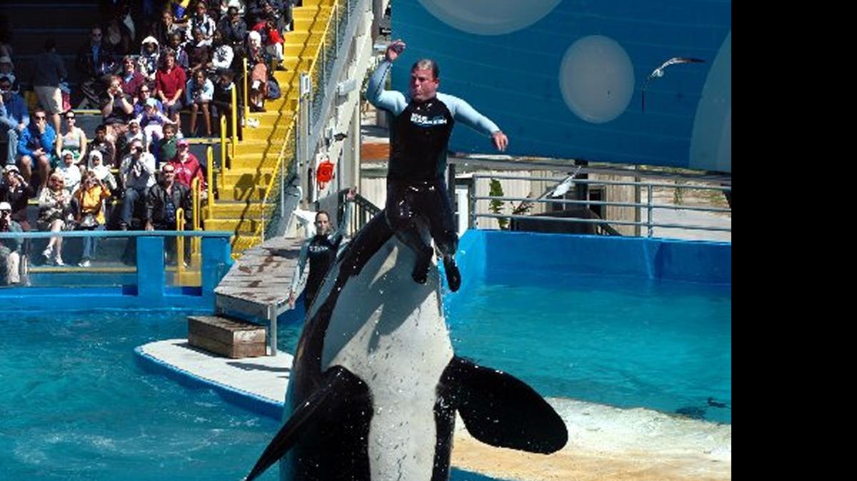 
In this 2010 photo, trainer and curator Robert Rose is shown performing with Lolita the killer whale at the Miami Seaquarium. The attraction said Monday that trainers will no longer go in the water during show performances with Lolita following a citation from OSHA.
