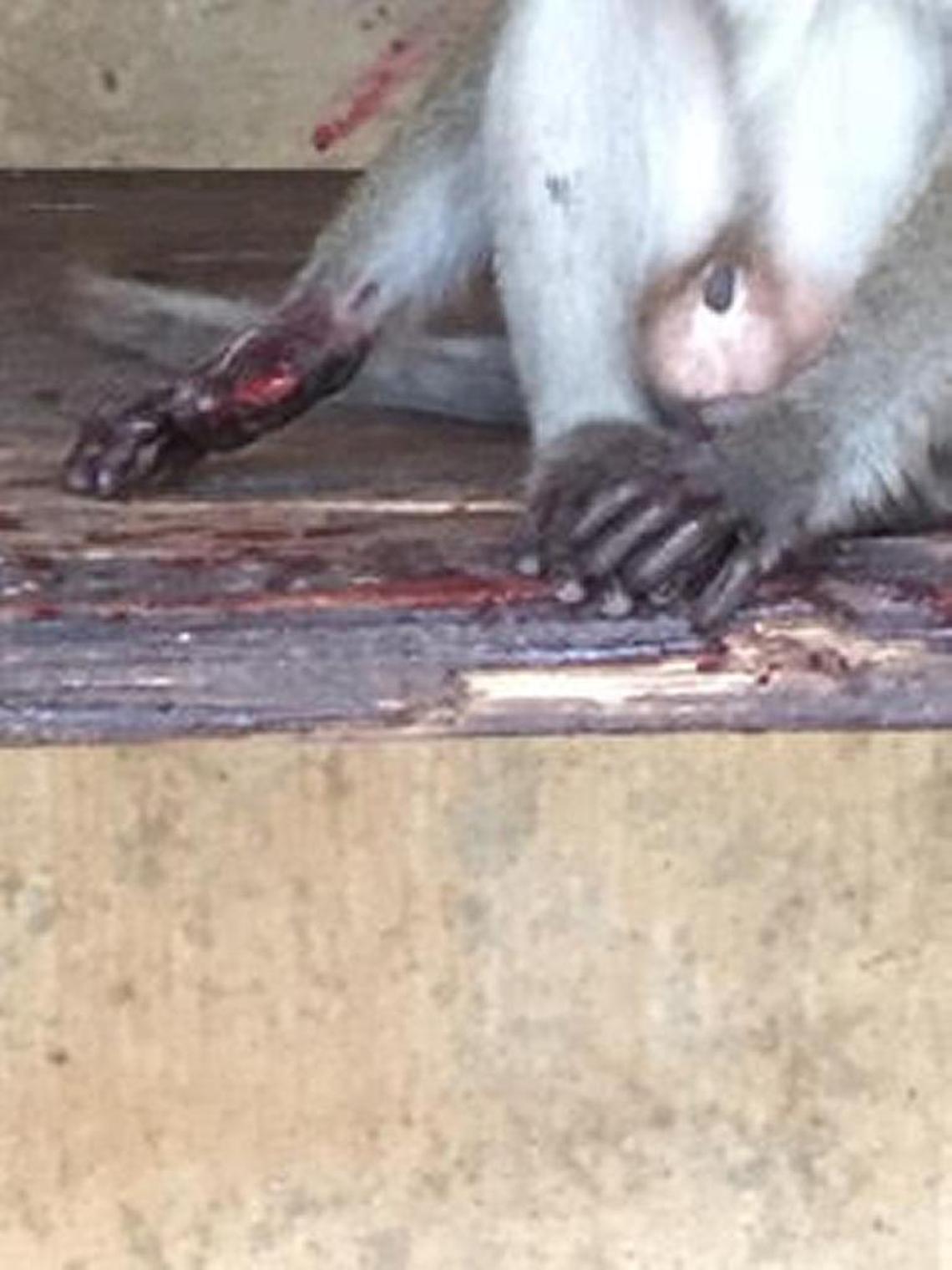 A male java macaque with an injury, according to former trainer Michelle Diaz. Diaz said the park often ignored animals that were wounded, allegations the park has denied.