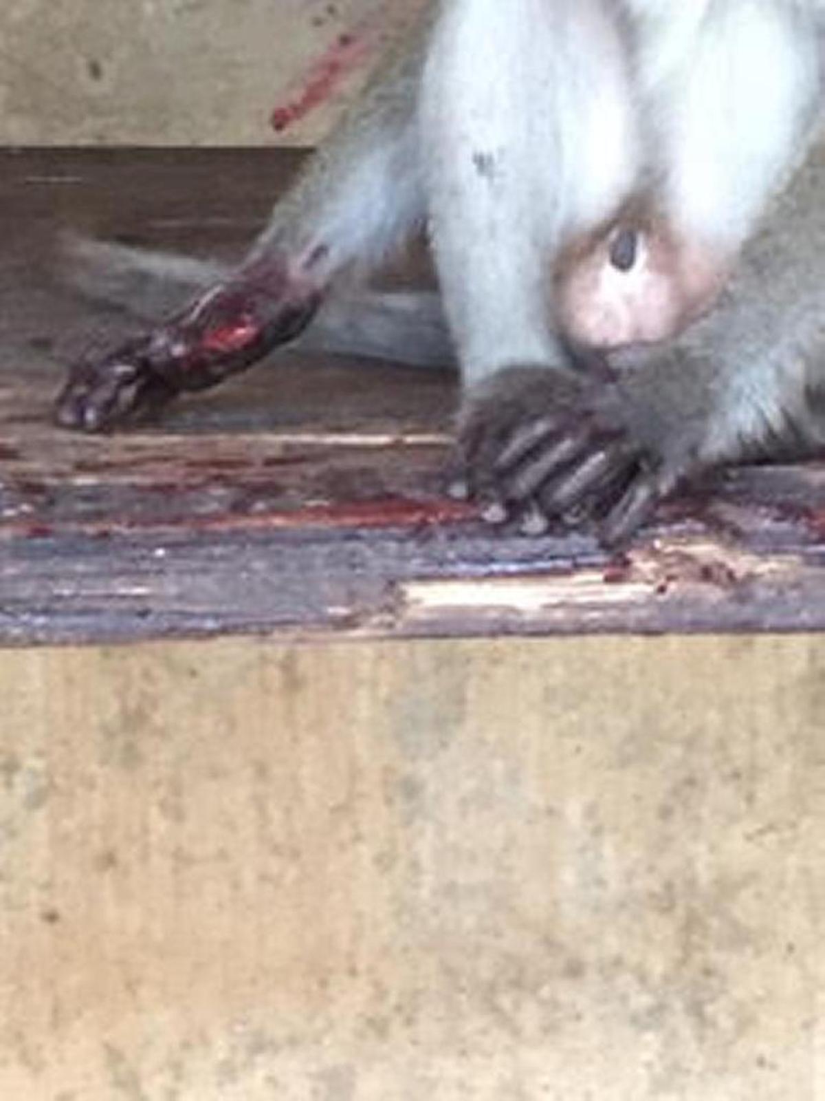A male java macaque with an injury, according to former trainer Michelle Diaz. Diaz said the park often ignored animals that were wounded, allegations the park has denied.