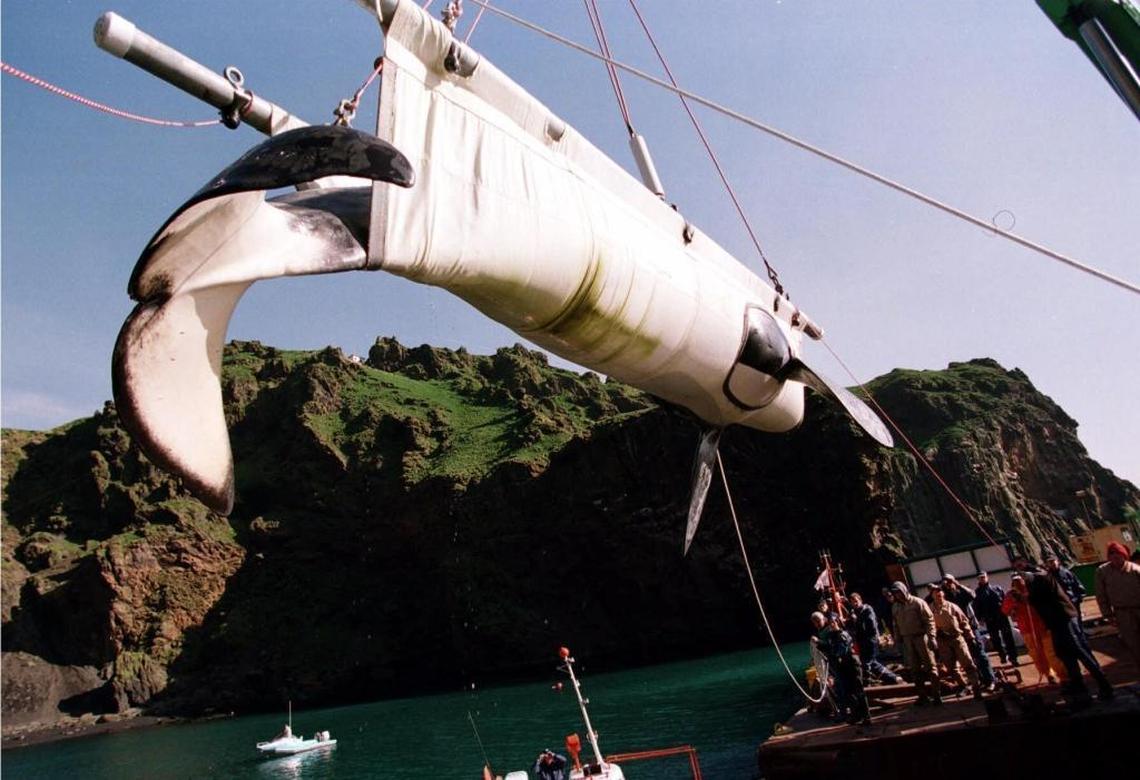 Keiko, the killer whale, is carried by cradle into a pen at Heimaey, Iceland, on Thursday, Sept. 10, 1998. Keiko died from pneumonia about a year after his full release into the wild.