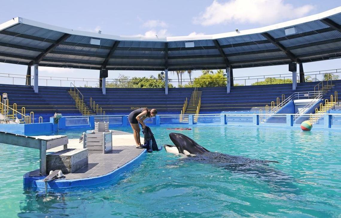 Miami Seaquarium manager of animal training Marni Wood working with Lolita the killer whale at the Miami Seaquarium on Wednesday, August 30, 2017, in Key Biscayne.