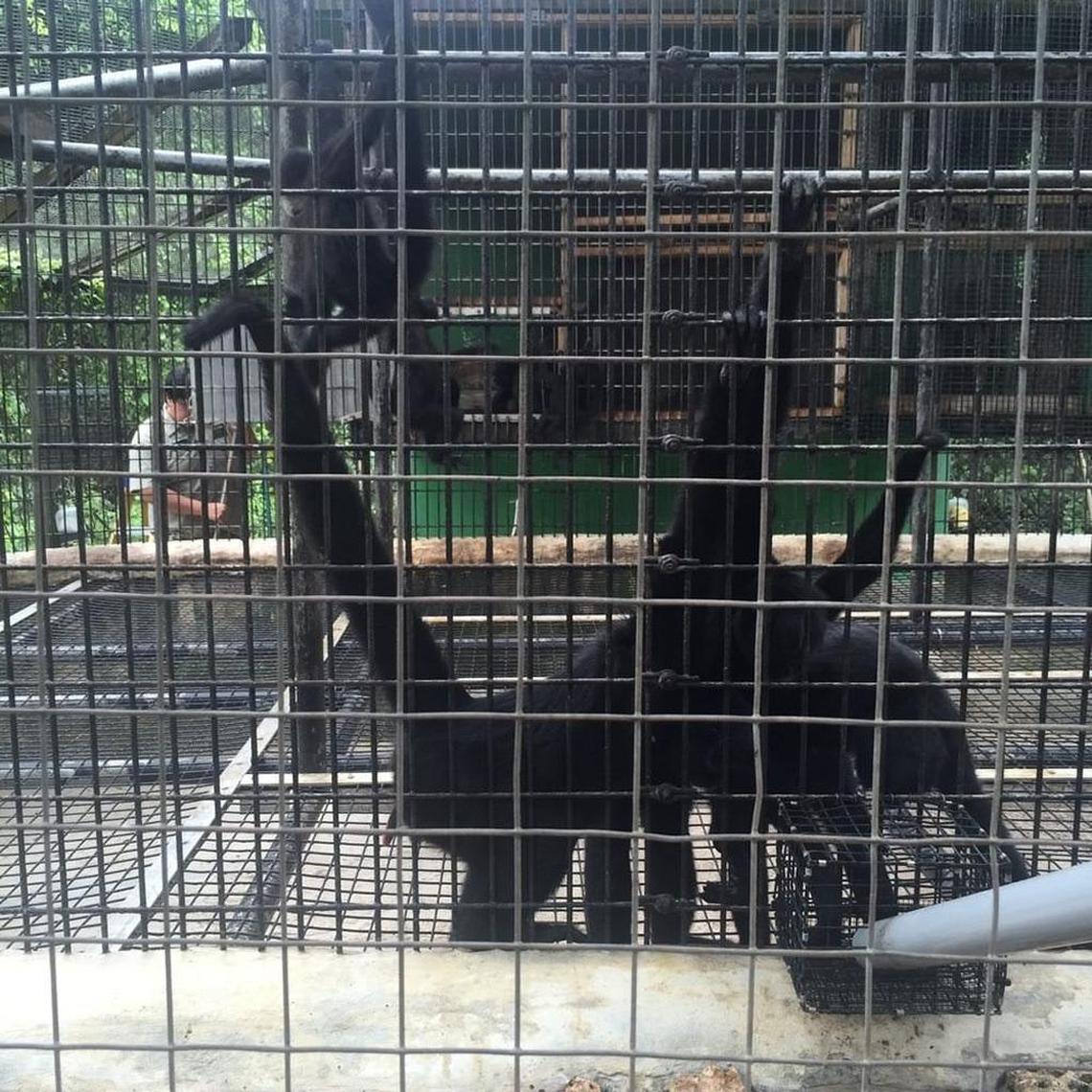 Spider monkeys are kept 16 to a cage that should fit only a handful, the four former trainers said.