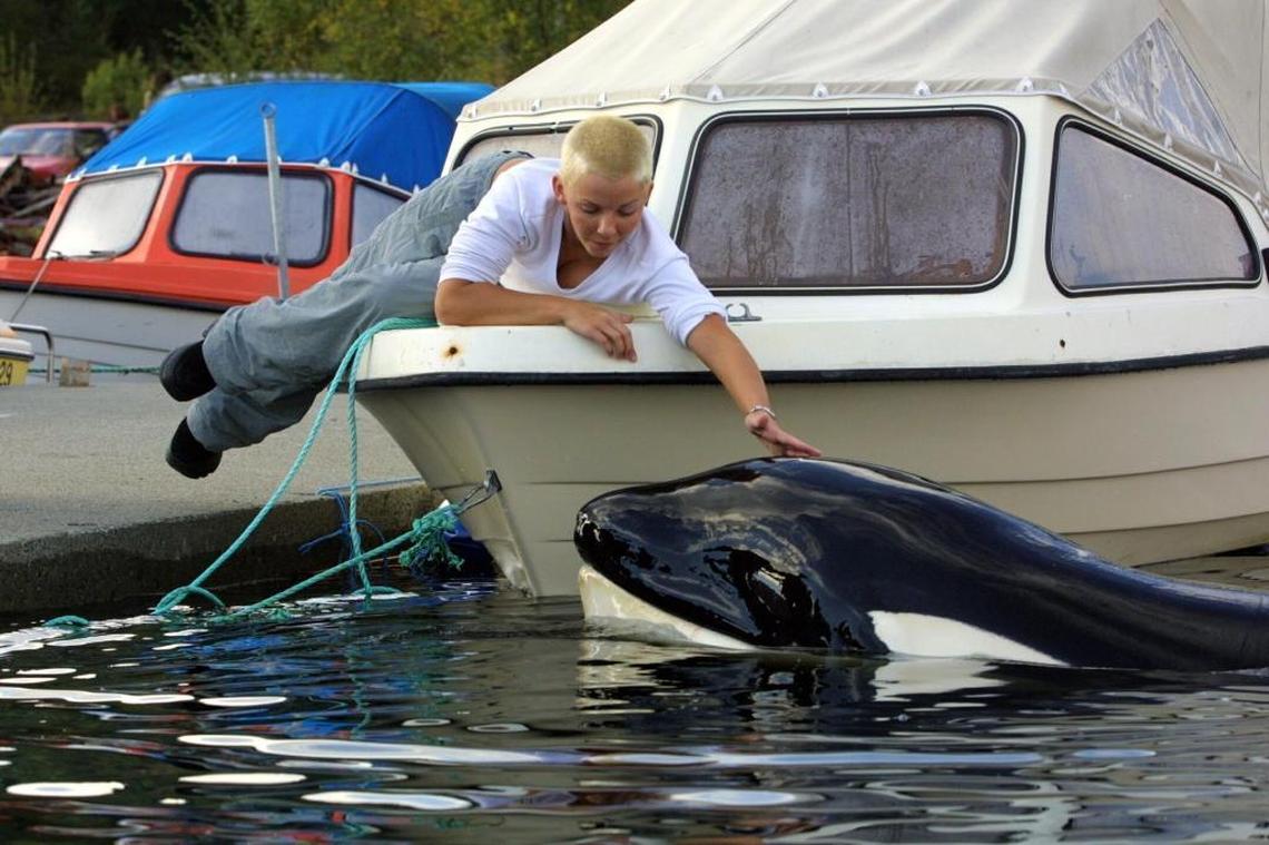 Keiko, the killer whale who became famous as the star of the ‘Free Willy’ films, is patted by Janne Husby of Norway in the Skaalvik Fjord, in Halsa, some 250 miles northwest of the Norwegian capital of Oslo, on Sept. 4, 2002. Keiko died from pneumonia about a year after his full release into the wild.