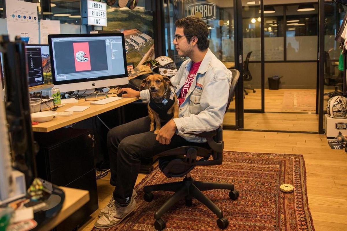 Santi Acosta, 24, of Urban Helmets USA, shown working with his dog, Kiwi, at a WeWork location in Miami Beach on Friday, June 22, 2018. According to Acosta, his dog comes to accompanies him to the office every day.