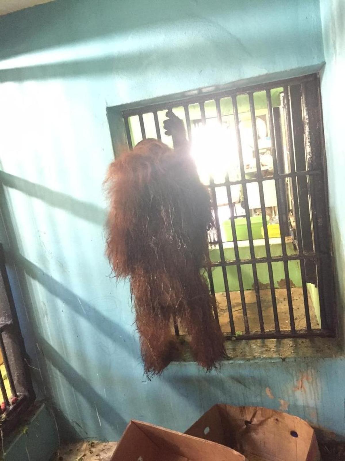 Mei inside her night house with her back wet from the filth inside the concrete enclosure.