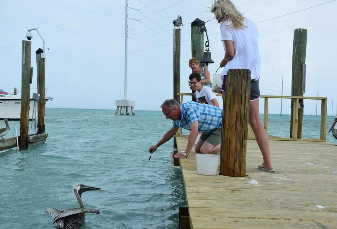 Chris Perry, from Brighton in the UK, feeds the tarpon at Robbie’s in Islamorada on Oct. 4 along with wife Lynn, and children Becky, 22 and Will, 21. After the dock was destroyed following Hurricane Irma, the staff at Robbie’s spent 16 days working with a crew of 25 to get the marina back open