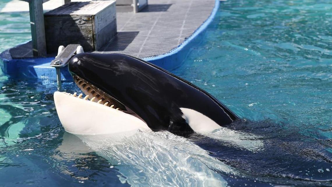 Lolita the killer whale, swimming at the Miami Seaquarium in Key Biscayne in August 2017.
