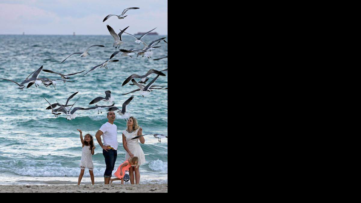 
Dimitry Binkevich and his wife Julia, of New York City, enjoy a day at the beach with their daughters Dana, left, and Lia as they feed a flock of Forster’s terns as they visit Miami Beach on Jan. 21, 2015. Tourism in South Florida showed an uptick in 2014 compared to the previous year.
