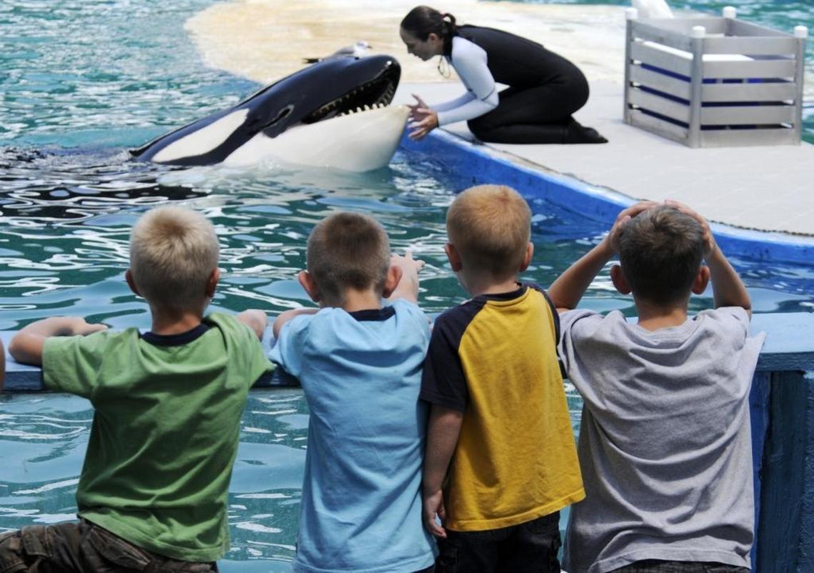 A group of children from Ozark, Missouri, watch Seaquarium training manager Heather Keenan interact with Lolita after their afternoon show on Sept. 1, 2010.