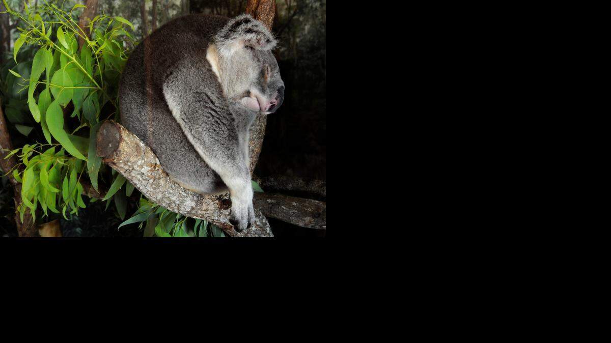 
A new gift announced Tuesday will go toward Australian exhibits at Zoo Miami. In this 2010 file photo, a koala takes his afternoon nap.
