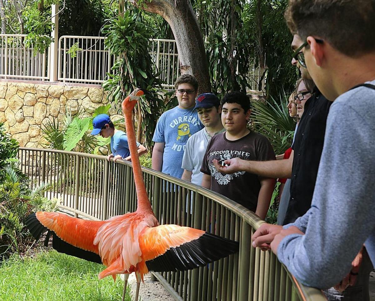 A flamingo reacts as visitors feed him at the Flamingo Lake at Jungle Island on June 13, 2017.