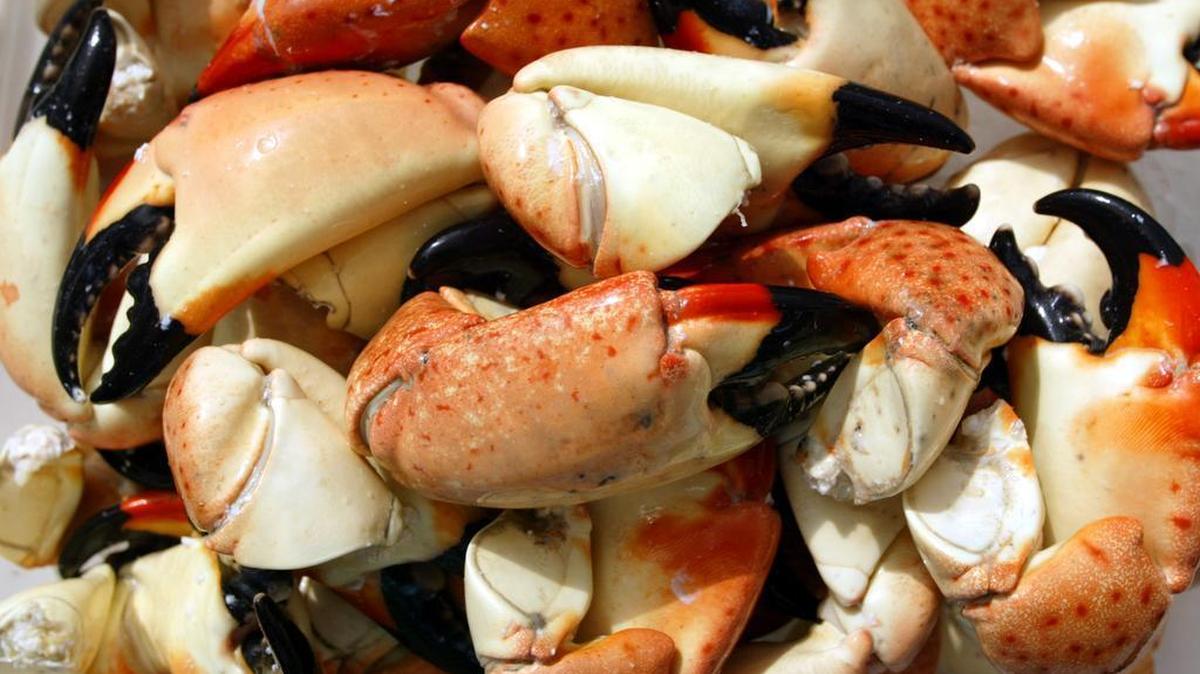 
Stone crab season begins on Thursday. The season closed in May.
