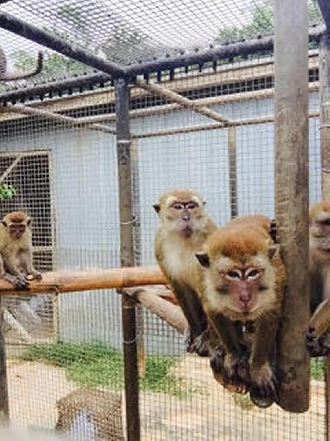 A group of monkeys inside what is known at Monkey Jungle as “monkey jail.” Michelle Diaz, a former trainer at the park, said the monkeys often hurt each other because they were crammed into tight quarters.
