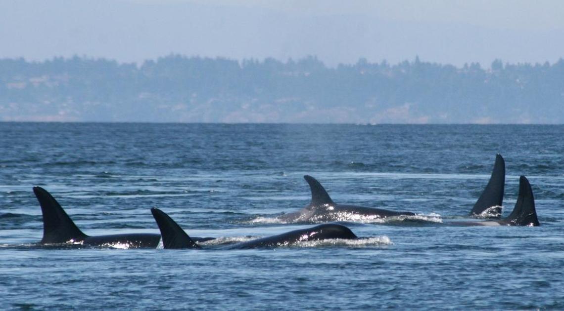 In this undated photo provided by the University of Washington, Southern resident killer whales swim off the coast of San Juan Island, Washington. A study published on June 29, 2017, says that the small population of endangered Puget Sound orcas are having pregnancy problems because of stress from not getting enough salmon to eat.