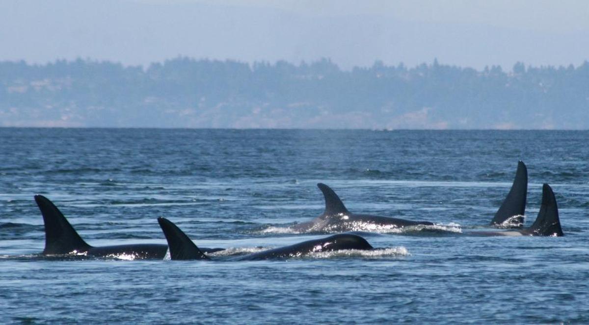 In this undated photo provided by the University of Washington, Southern resident killer whales swim off the coast of San Juan Island, Washington. A study published on June 29, 2017, says that the small population of endangered Puget Sound orcas are having pregnancy problems because of stress from not getting enough salmon to eat.
