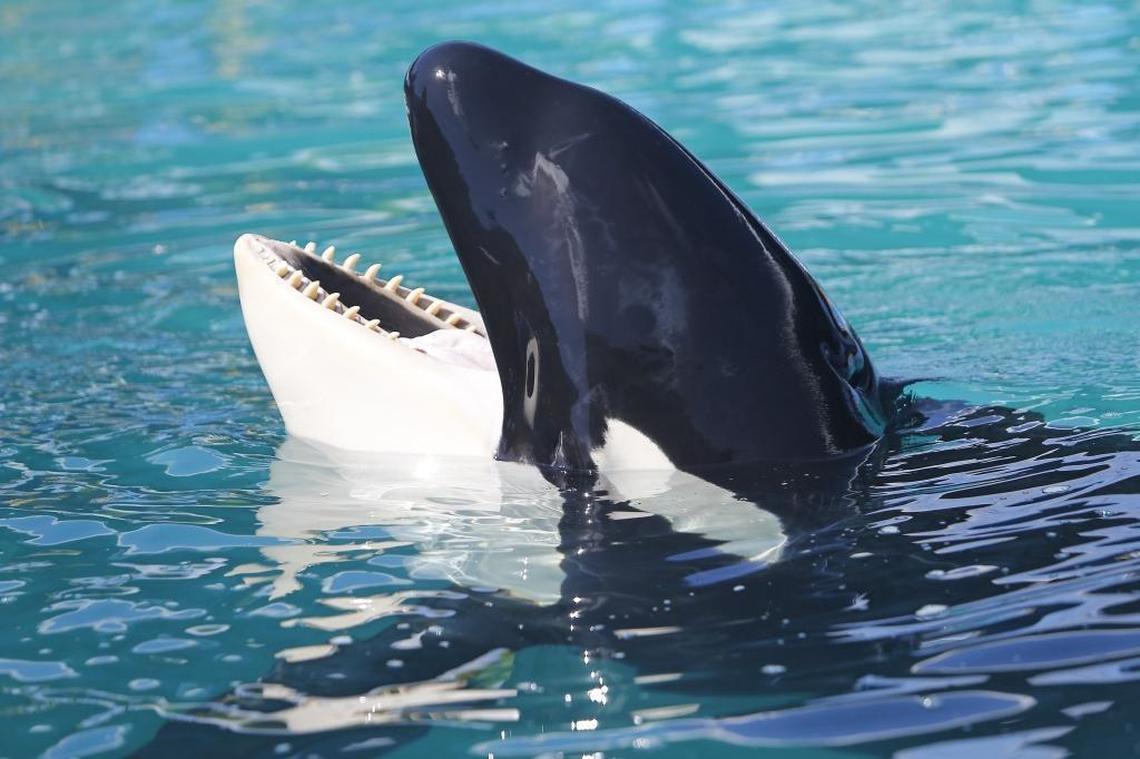 Lolita the killer whale swimming at the Miami Seaquarium on Wednesday, Aug. 30, 2017, in Key Biscayne.