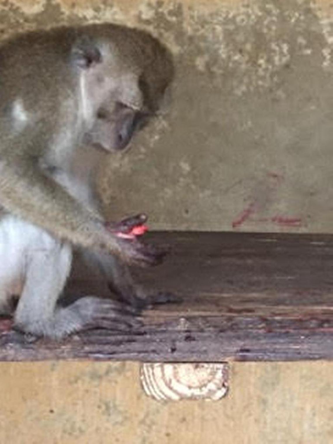 A male java macaque with a severe hand injury. Former trainer Michelle Diaz said the monkey had the bone on his right thumb exposed and in her time working at the park, from February to October 2015, was never treated by a veterinarian.